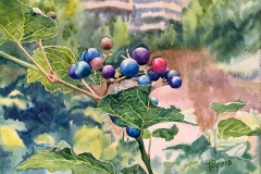 008-Berries